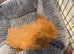 Miniature Poodle Red