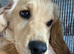 Cocker spaniel