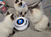 Home raised ragdoll kittens