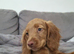 Red working cocker spaniel
