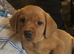 Labrador needing his forever home