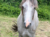 Quality Welsh section C gelding