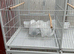White bird cage - new