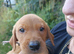 Labrador fox red