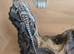 BEARDED DRAGONS LOVELY COLOUR RED