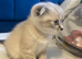Scottish fold kitten