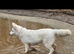 Beautiful long haired white female shepherd