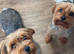 All pups now rehomed