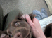 Sprocker Spaniel Looking for New Home