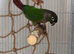 Bonded pair of conures