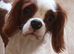 Belheim Cavalier king Charles spaniel