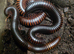3 giant African millipedes