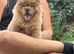 Puppy chow chow