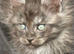 Beautiful litter of main coon kittens