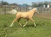 Very Flashy future children’s pony.
