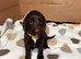 Sproodle puppies