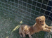 Beautiful cockapoos