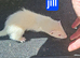 Albino ferret