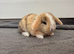 4 beautiful baby mini lops