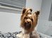 Yorkshire terrier girl 10 weeks
