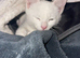 Full white kittens