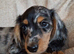 Fabulous miniature longhaired dachshund puppies