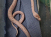 Baby Palmetto cornsnake