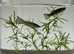 Snakeskin Guppy ( 1 male + 1 female ), Fast delivery to mainland UK.  Pick up in Croydon.