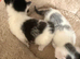 2 kittens(boy and girl)