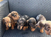 Miniature Dapple Puppts