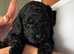Fully heath and genetically tested F2 cockapoos - only one beautiful black boy available