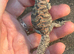 Ornate Uromastyx at Birmingham Reptiles