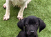 Two Springador Male Pups