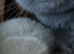 Lilac British shorthair