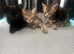 KITTENS READY NOW