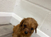 Cavapoo