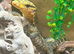 Yellow Headed Water Monitor at Birmingham Reptiles