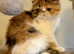 Exotic kittens avaliable London