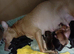***READY NOW *** 4 male staffy pups left.