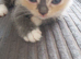 Kitten ready to go female bsh cross