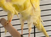 Wanted Male frill canary
