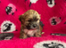 Cute & Cuddly Shorkie Puppies Available