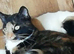 Cat older lady