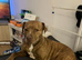Need to rehome my star