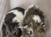 Baby guinea pig