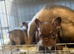 KC Registered French Bulldog Puppies