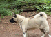 KC American Akita