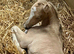 Stunning dun filly foal
