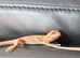 Baby bearded dragons citrus coming though lovely on them