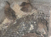 Japanese Quail